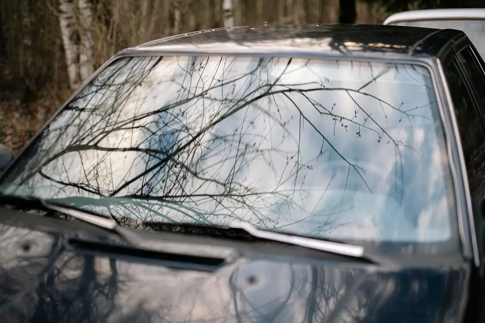 Car windshield with bare tree branches casting shadows across glass
